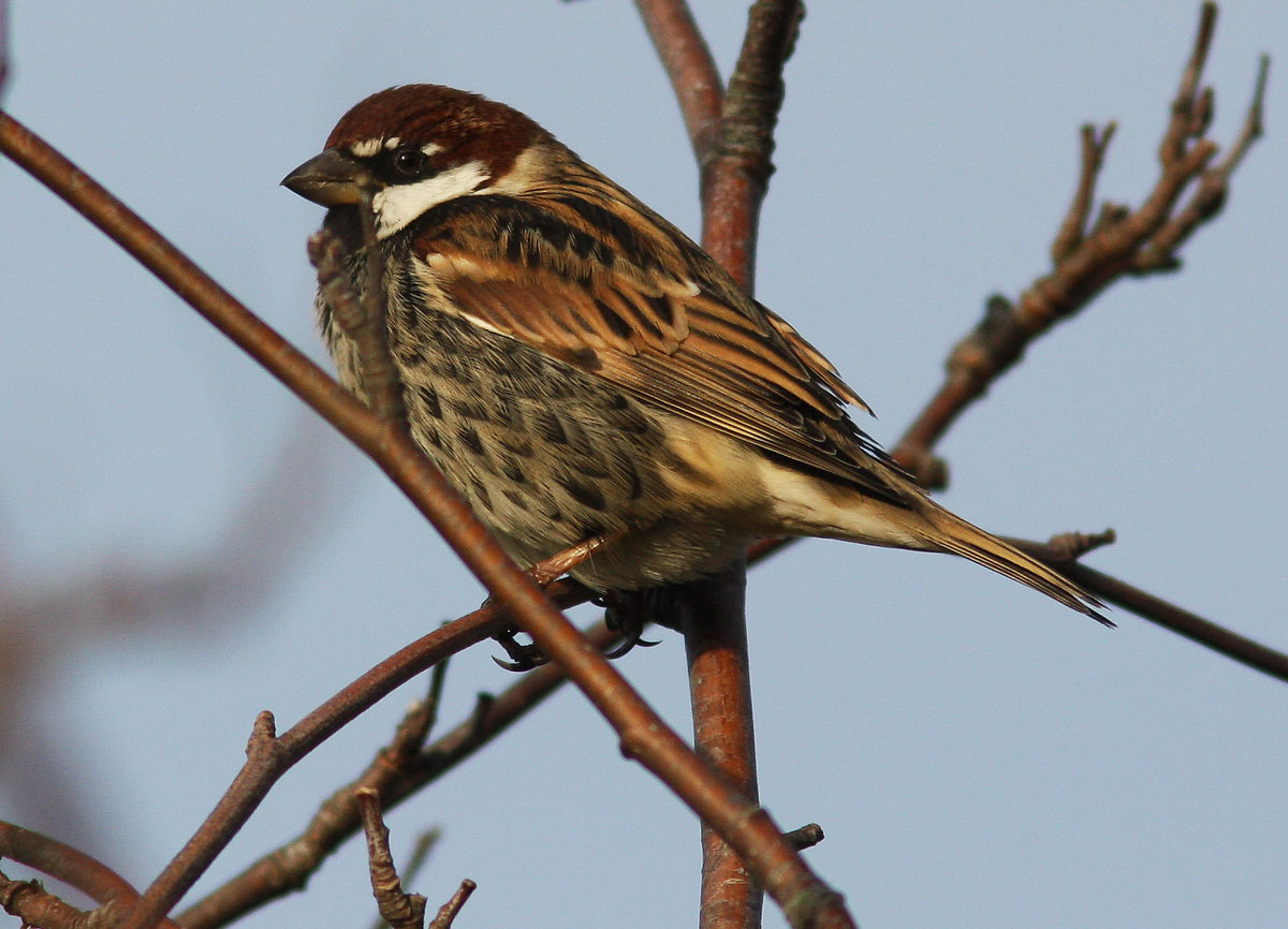 Spanish Sparrow