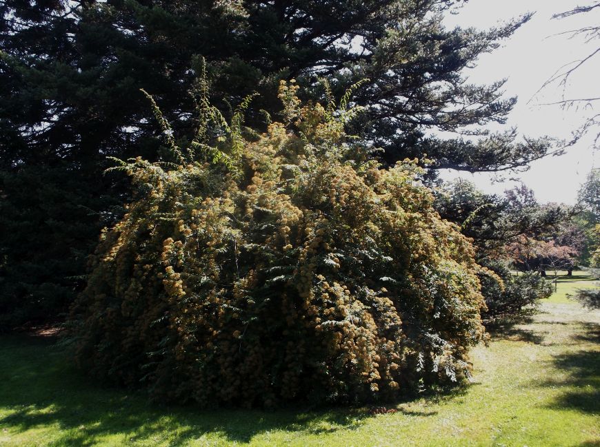 Future Plants By Randy Stewart Pearl Bush