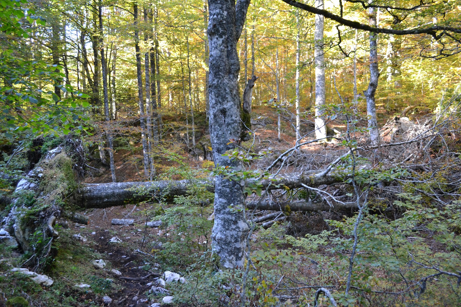 Woodpeckers Of Europe: Habitat: mature Pyrenean beech forest
