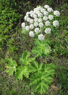 Cow Parsnip (white) in bloom