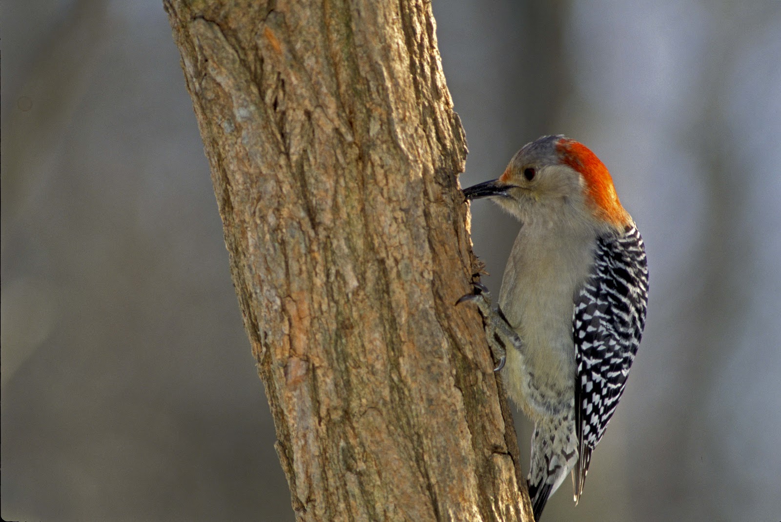Kentucky Native Plant and Wildlife What to feed our fine feathered