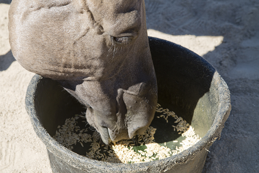 Using Oats For a Healthy Fall Coat (Inside & Out!) Savvy Horsewoman