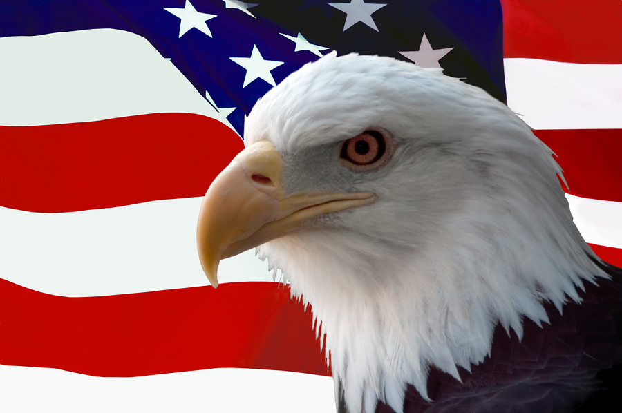 american national symbol bald eagle few words why the eagle has never ...