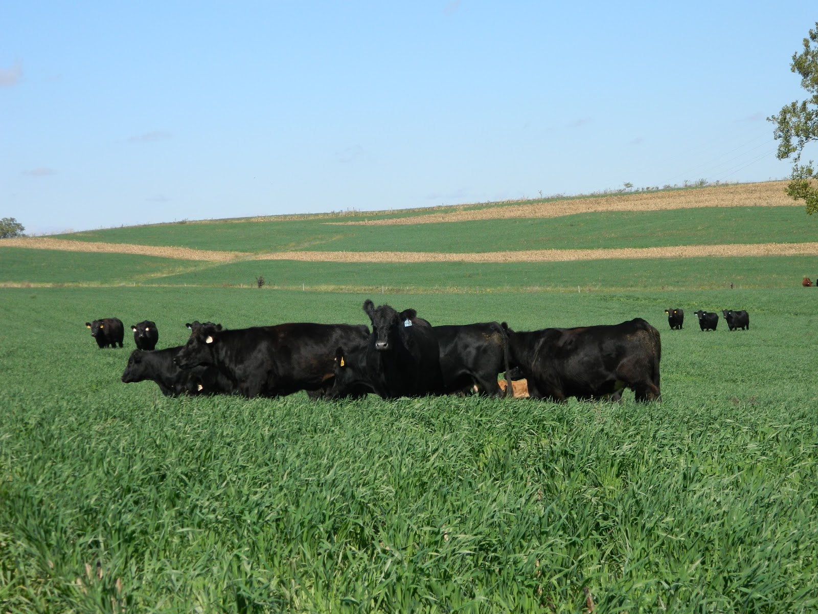 for the love of beef Alternative Feed Grazing Oats