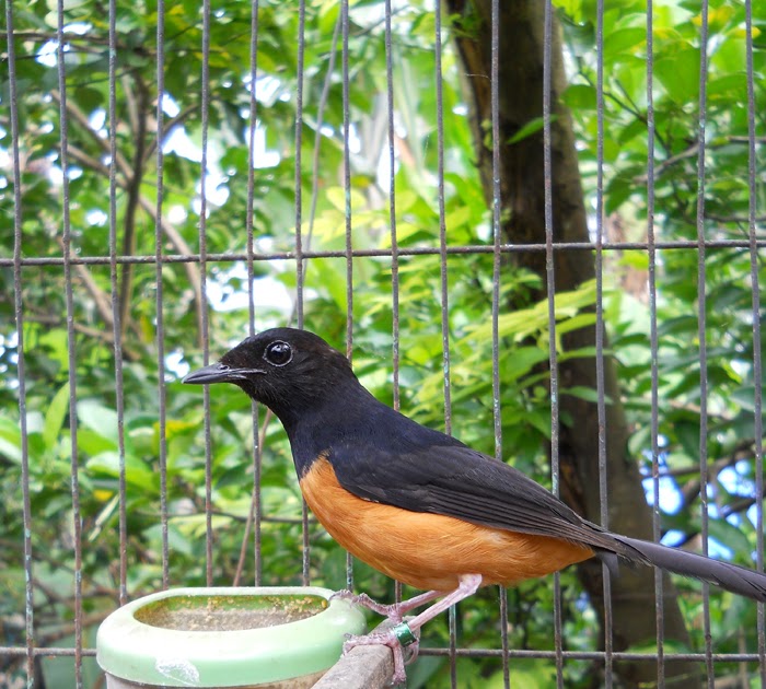 Burung Ocehan dan Sangkar Ukir Burung Murai Batu