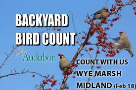 Backyard Bird Count - Parents Canada