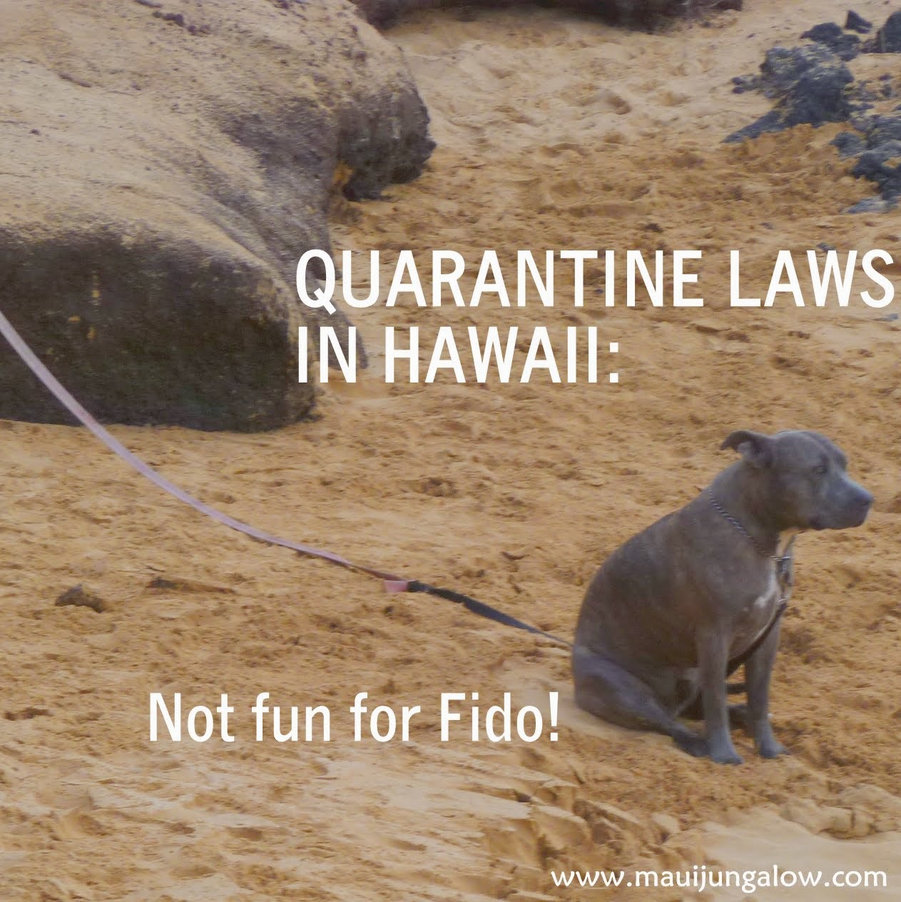 Maui Jungalow: Quarantine in Hawaii (Not Fun for Fido!)