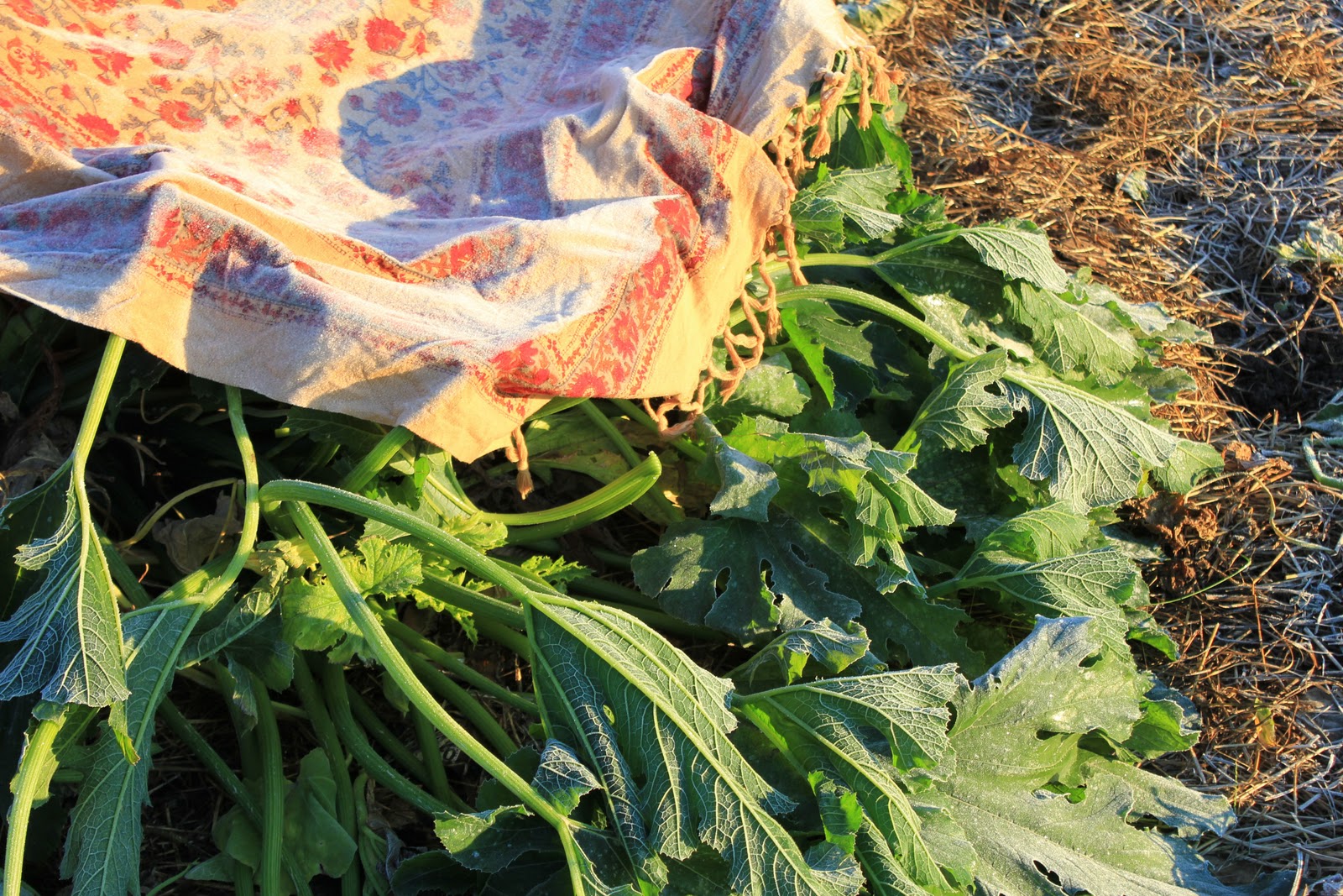 Squash Blossom Farm Definitely Fall