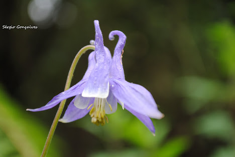 Flor dos Viúvos- Aquilegia Vulgaris.