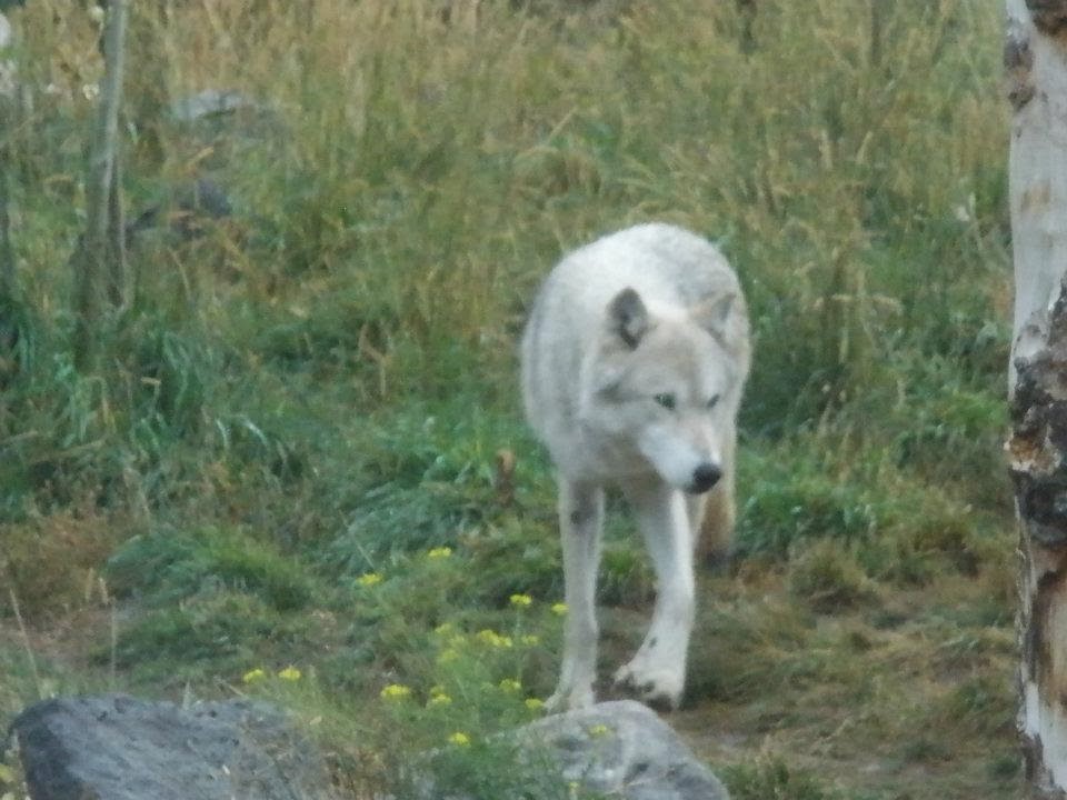 Yellowstone wolf