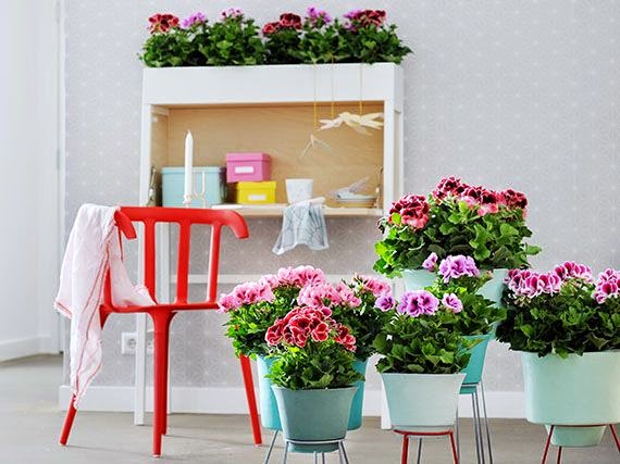 geranio mini balcon geranio mini balcon