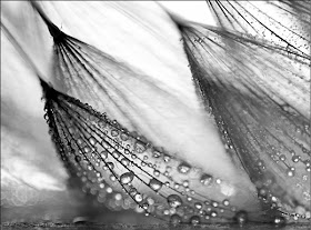 cool white and black pictures cool white and black pictures