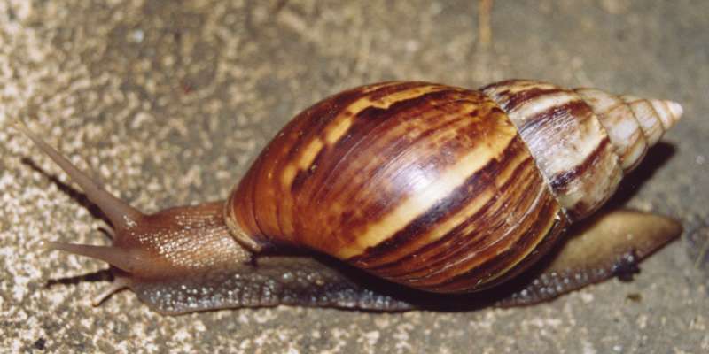 snail farming business plan snail farming business plan