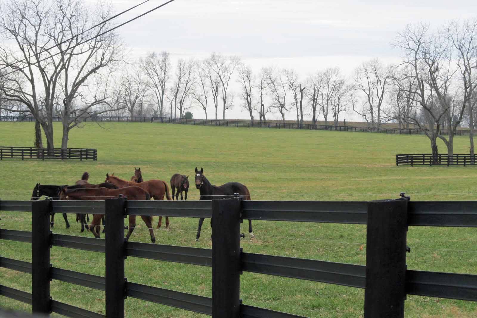 Summit Musings Old Frankfort Pike a Drive through Kentucky Horse Country