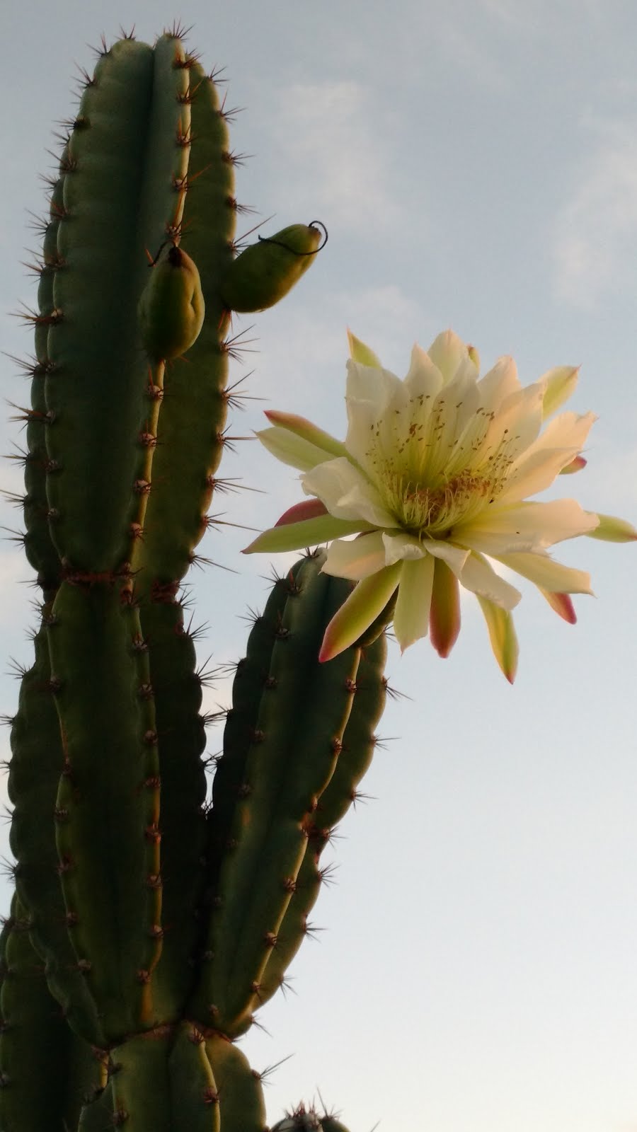 Flor de mandacaru, a "fulô" do sertão!