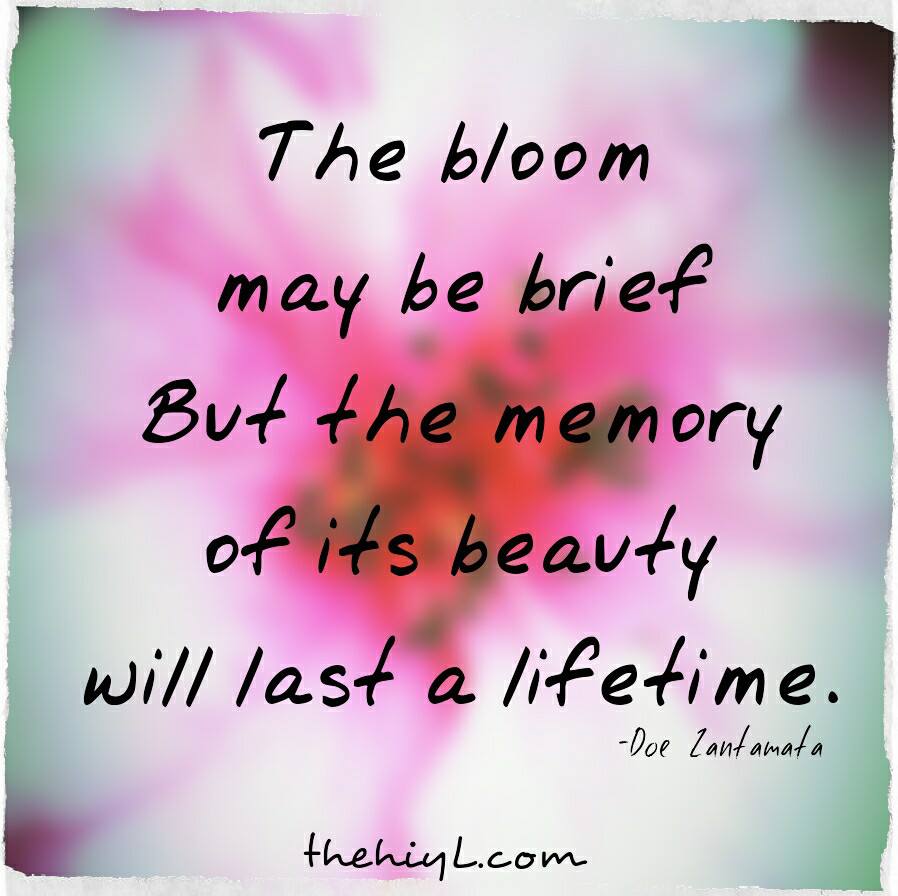 Doe Zantamata Quotes: Bloom