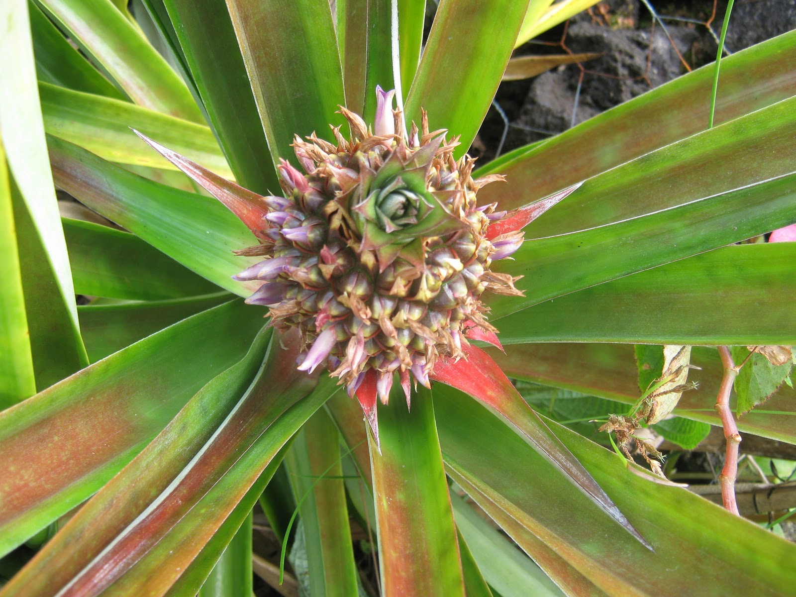 Garden Guy Hawaii The Pineapple Flower