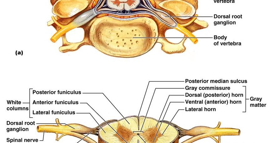 Biology Pictures: Spinal Cord Crossection