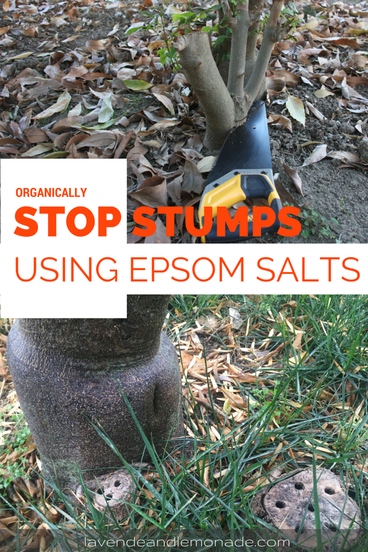 The Results Using Epsom Salts to Stop Stumps from Growing Lavende and