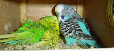 Sejarah Perkembangan burung parkit http://www.altairgate.com/2023/01/sejarah-perkembangan-burung-parkit.html