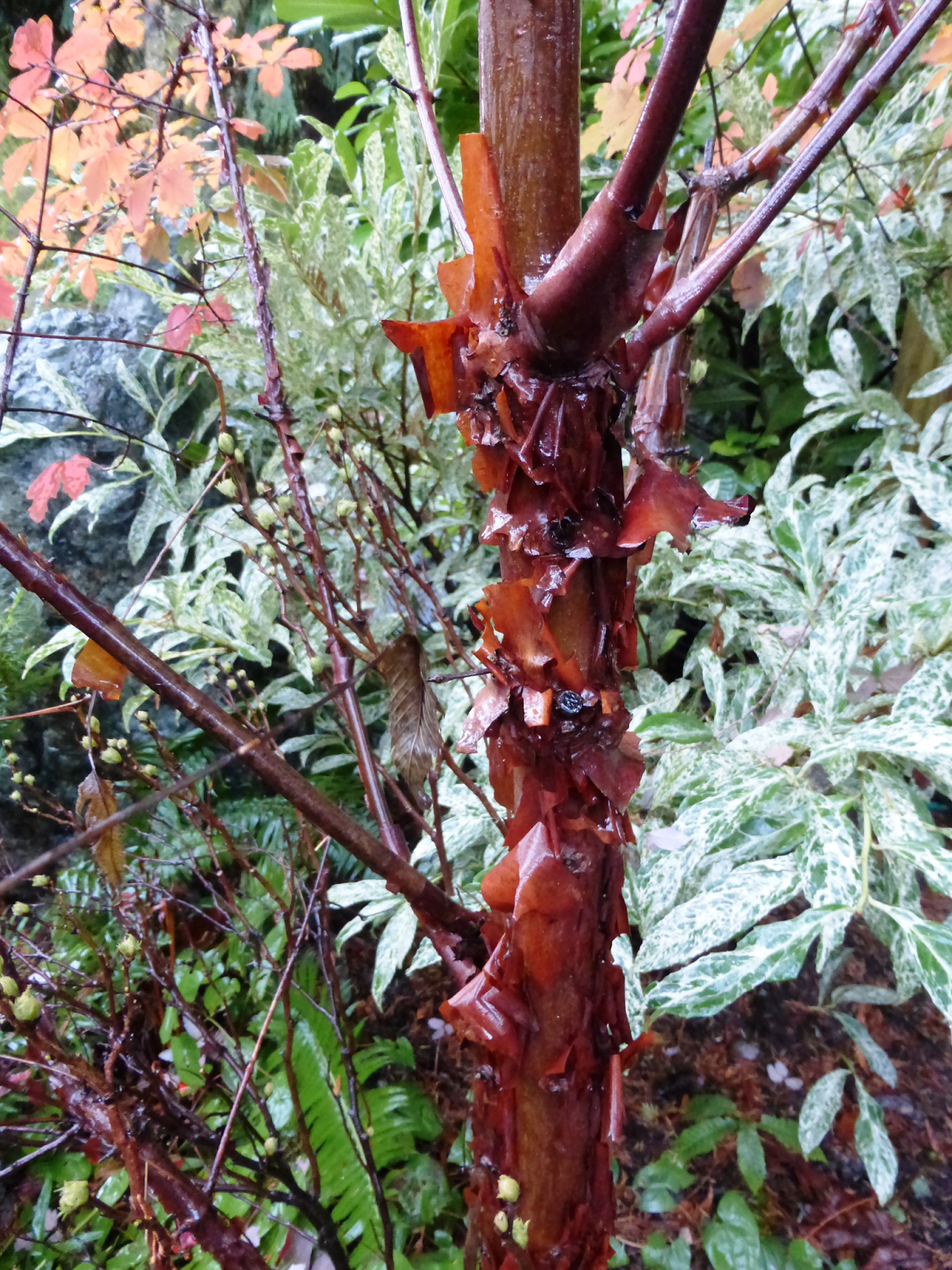 Shoreline Area News In The Garden Now…..Paper Bark Maple