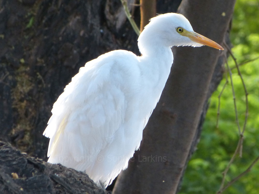 Greenham Birding Birds of Hawaii