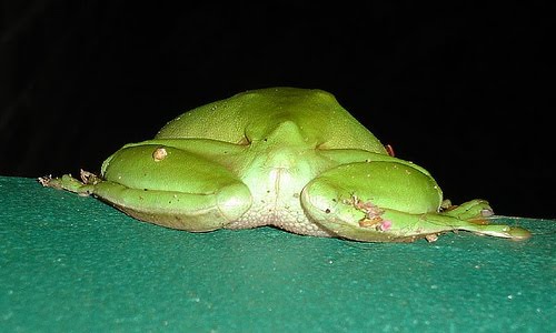 Uploaded Image