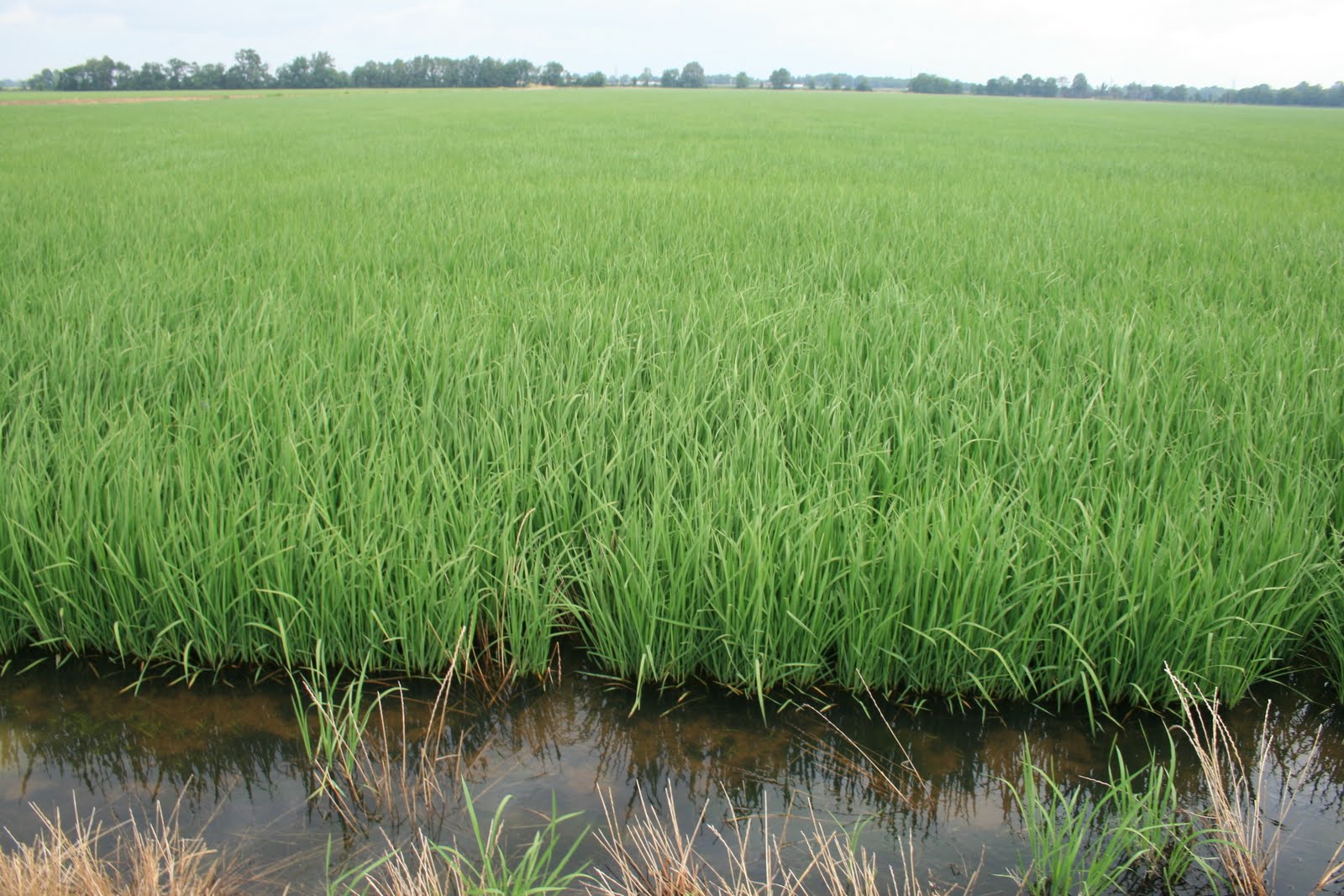 Arkansas Rice Make Me Hungry