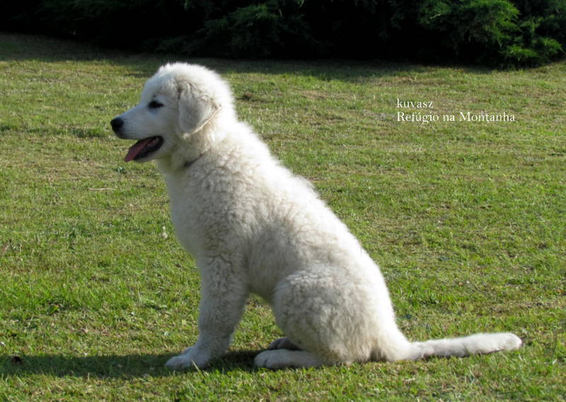 kuvasz Refúgio na Montanha