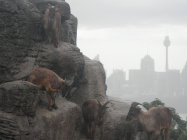 Kambing Gunung