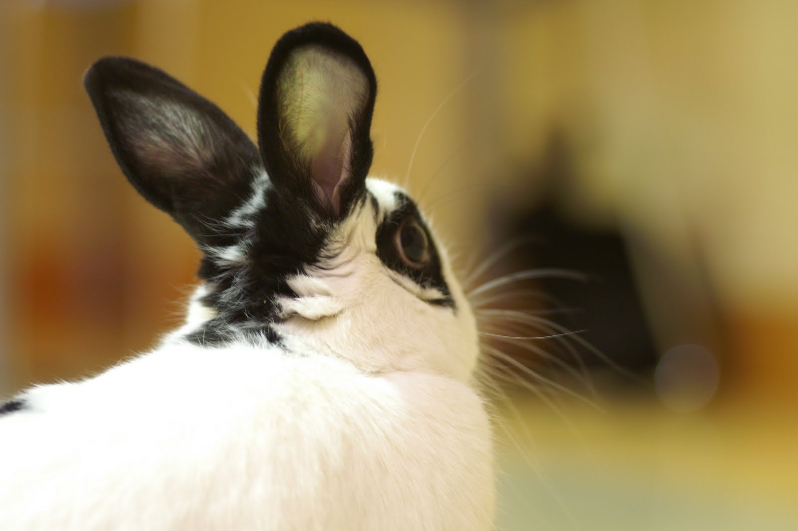 Bunny Essentials What You Need To Know About Rabbits Animal Friends