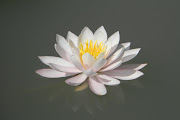 Water Lily