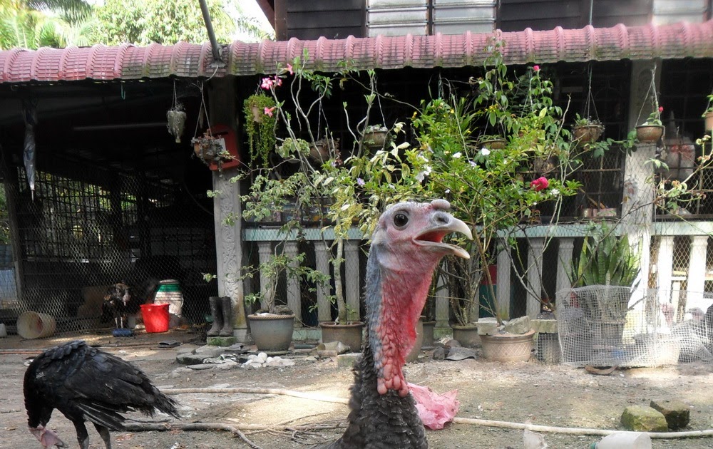 Wak Labu Farm Rehat sebentar dari politik