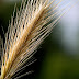 Fondo de Pantalla Naturaleza El trigo