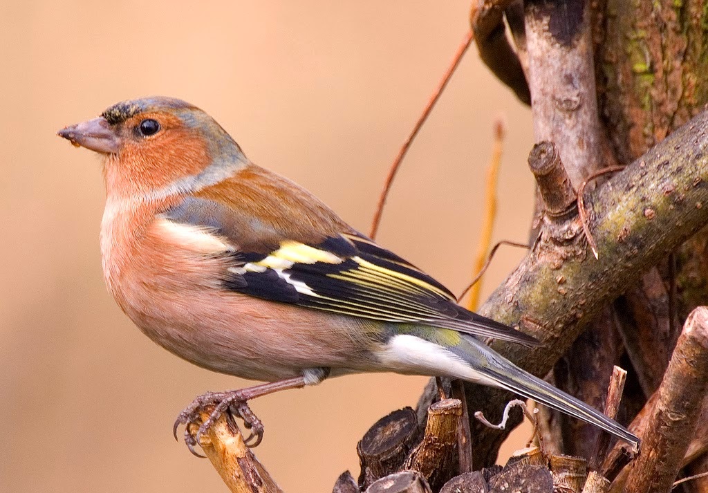 AMBIENTS NATURALS Pinsà comú