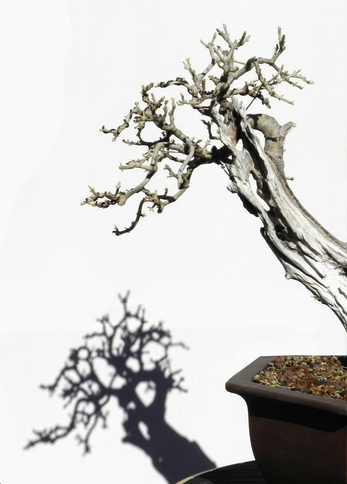 Cartagena Bonsai De palo a bonsai