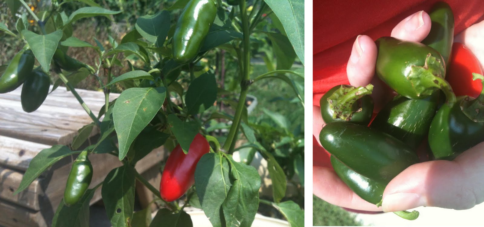 Indy Babe Jalapeno Popper Recipe Indy Babe Jalapeno Popper Recipe