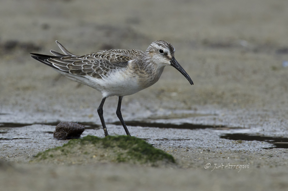 correlimos zarapitin, Calidris ferruginea, Curlew Sandpiper correlimos zarapitin, Calidris ferruginea, Curlew Sandpiper
