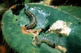 insect pest of cowpea pdf