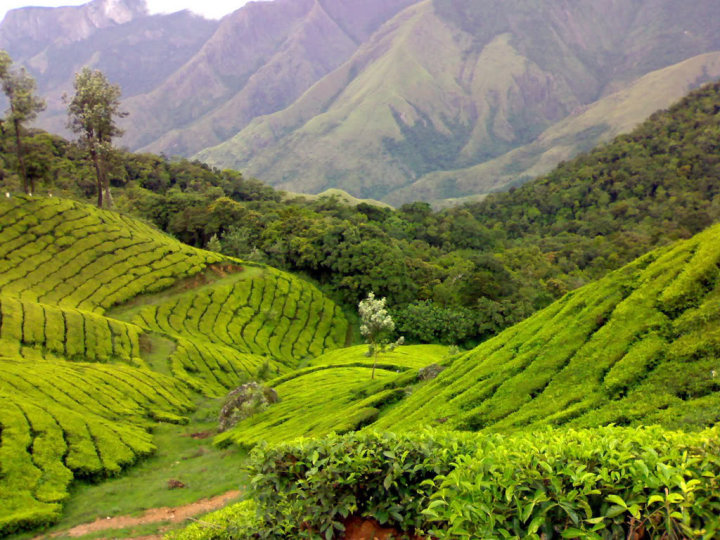 கண் கவரும் அழகுக்காட்சிகல் - Page 2 Tea+Gardens+at+Munnar%252C+Kerala
