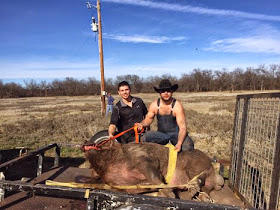 http://www.mysanantonio.com/sports/outdoors/article/Nearly-800-pound-hog-caught-in-Texas-6043871.php#photo-7445088