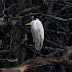 Bosherston Great White Egret