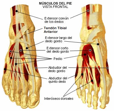 LOS MUSCULO Y EL DEPORTE los musculo y el deporte: