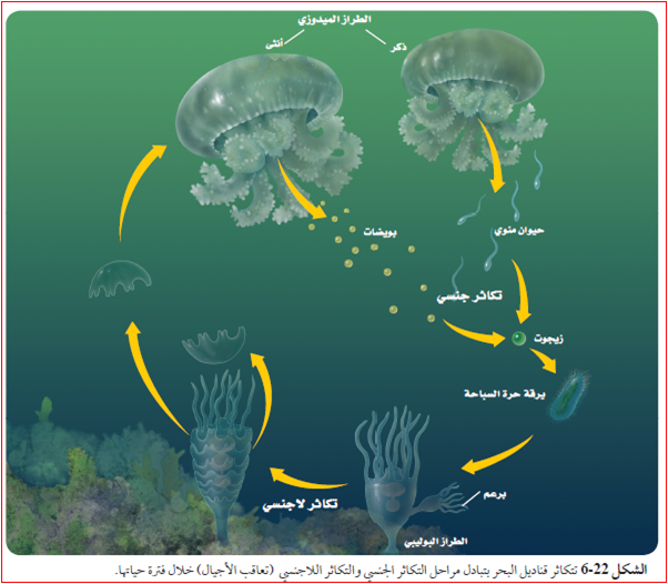 الطور البوليبي والميدوزي من خصائص