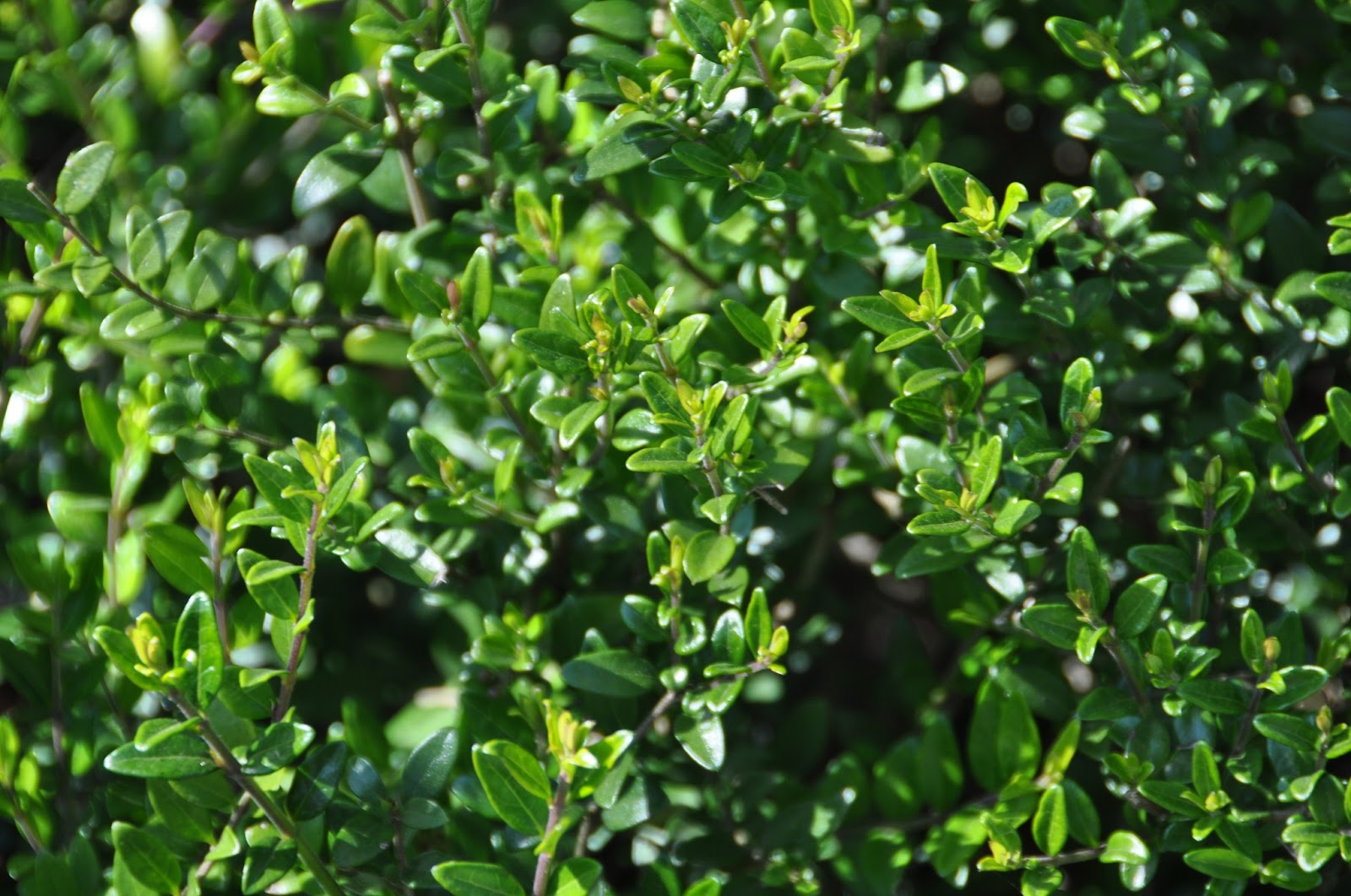 Plants Blog: May 2013