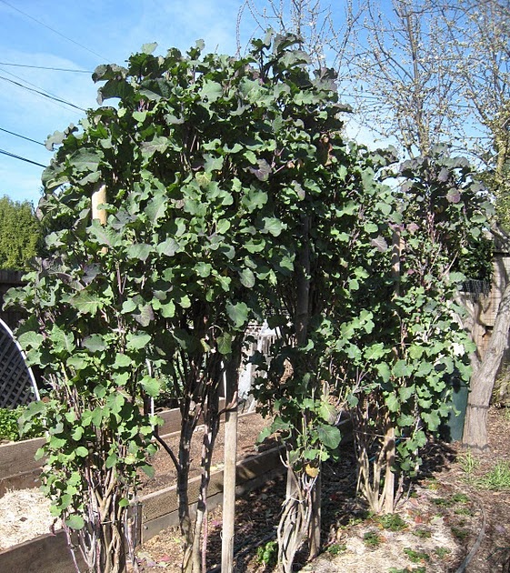 Farm Natters Tree Collards