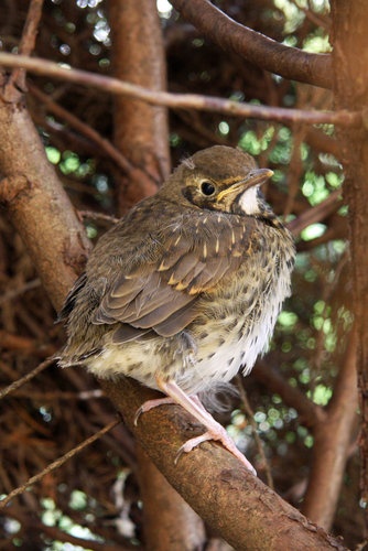Baby thrush bird |Funny Animal