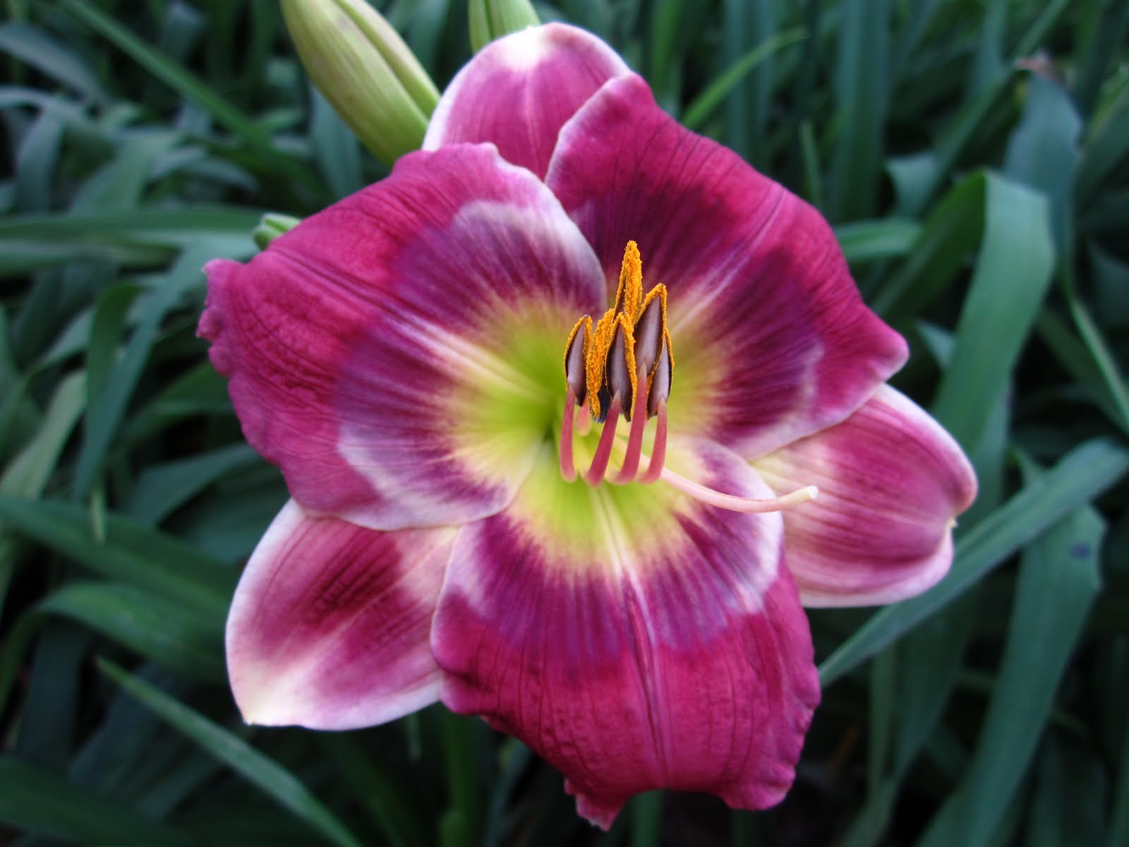 Bill's Daylily Corner Loving Daylilies!