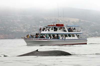 Newport Landing Whale Watching And Dolphin Cruises In Newport Beach