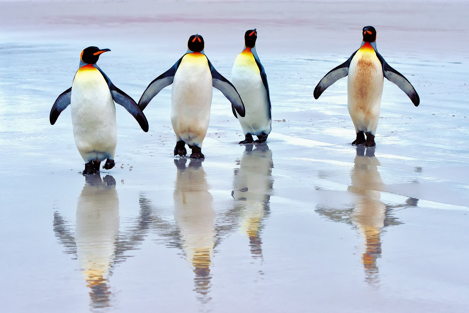 All new wallpaper : Penguin wallpapers hd